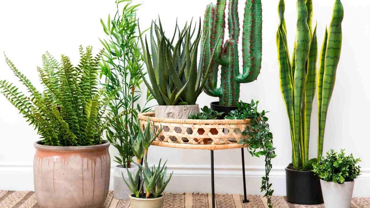 Plantas. Fuente: (Instagram)