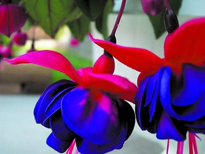 La planta nativa que pocos valoran: sus flores fucsias y violetas son una belleza y atraen muchos colibríes