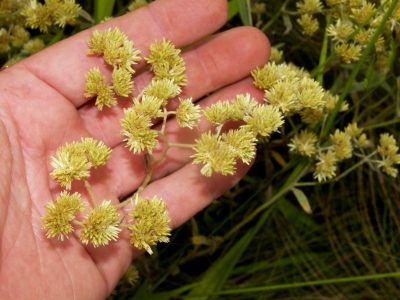 La planta que florece una vez al año y esconde poderosos beneficios para la salud