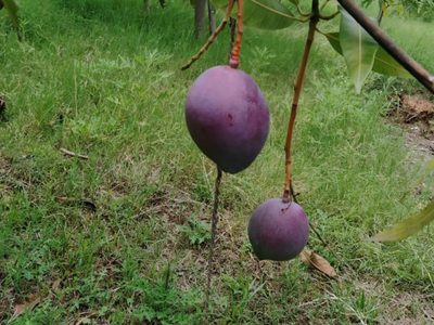 Campesinos en la India sembraron por casualidad, mangos más caros del mundo