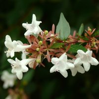 La hermosa planta que aguanta todo y es perfecta para cubrir cercos o paredes en tu casa