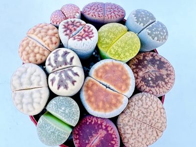 Piedras vivas: conocé estas hermosas suculentas que necesitás tener en tu hogar