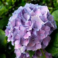 La planta de hermosas flores que le dará un toque primaveral a tu jardín
