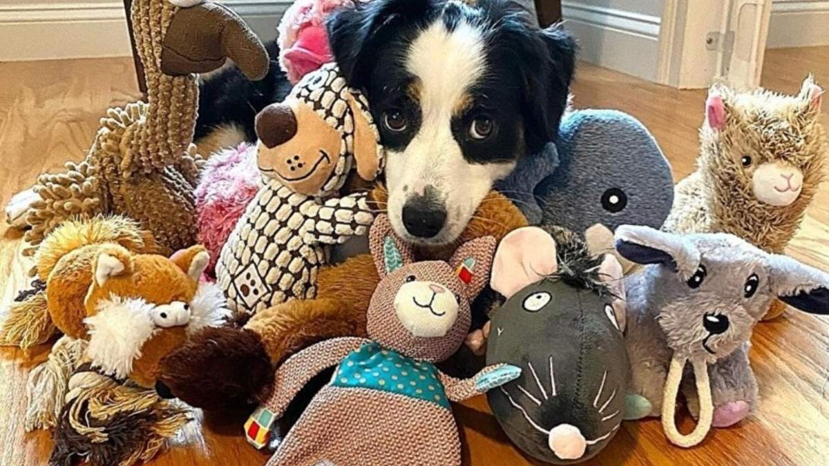 Para el estudio, los investigadores reclutaron a 35 perros que fueron entrenados para buscar un objeto de un conjunto de distractores.