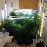 Detienen a pareja que operaba invernadero de mariguana en Monterrey