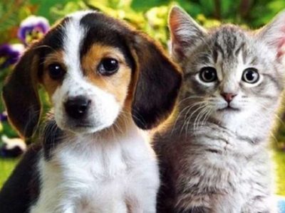 Realizarán una jornada especial dedicada a la adopción responsable de mascotas
