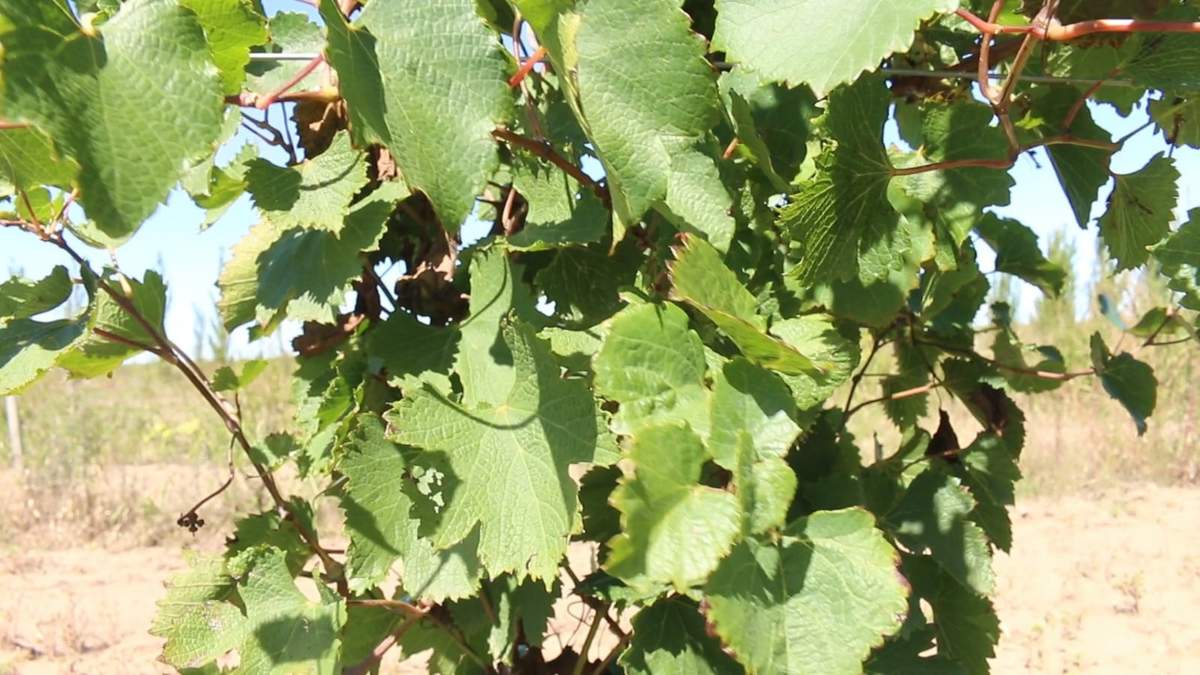 Nace un vino en el Norte pampeano. Fuente: (Instagram)