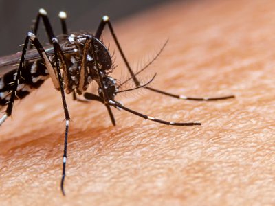 Por aumento en los casos de dengue, el Ministerio de Salud lanzó varias recomendaciones