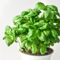 Cultivar las plantas de albahaca que traés del supermercado es posible gracias a estos consejos de los expertos que no fallan