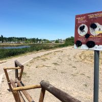 La laguna del barrio San Lorenzo sumó una nueva especie
