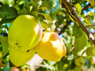 Secreto de jardineros: cómo tener tu propio árbol de manzanas en casa y disfrutarlas por muchos años