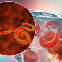 Activan protocolos por ébola en Argentina por embarcaciones provenientes de zonas de riesgo