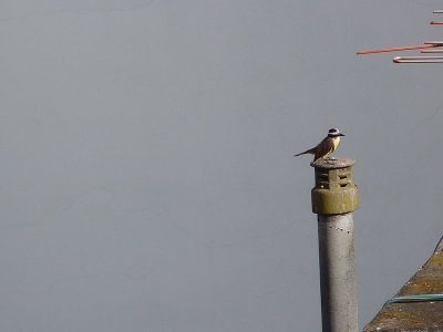 Con el aislamiento y el encierro, “los pájaros cantan distinto”