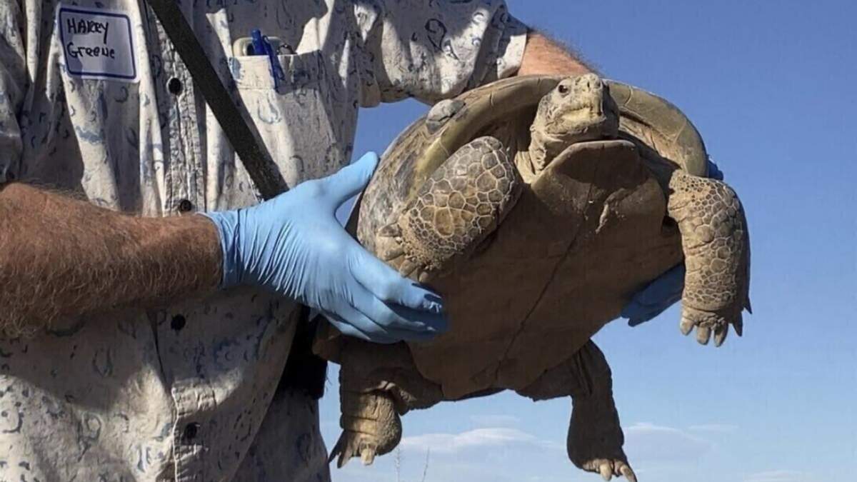 El herpetólogo Harry Greene sostiene una tortuga del Bolsón para liberarla en la Hacienda Armendaris