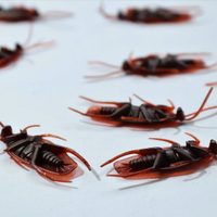Eliminá las cucarachas de la cocina de forma natural y efectiva: utilizá solo 2 productos