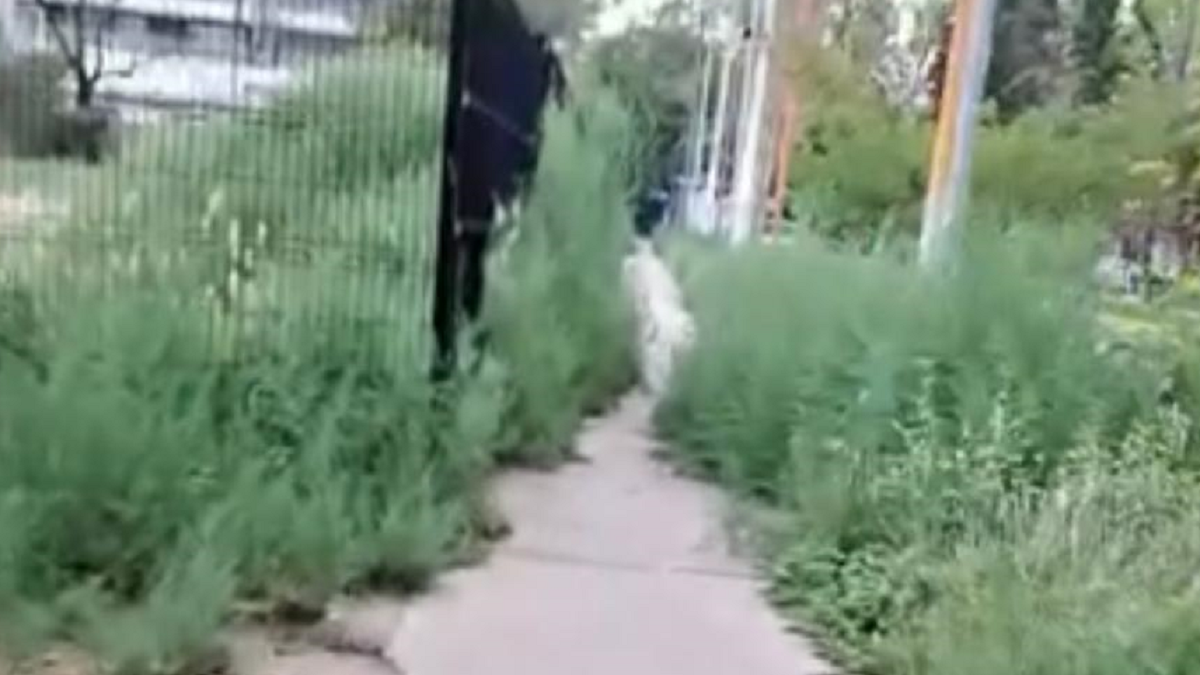 Vecinos piden iluminación y desmalezado.