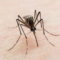 Dengue sin freno: se confirmaron 230 mil casos y 161 muertes