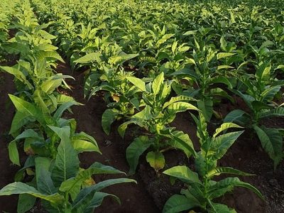 El Cártel del Tabaco se expande de la mano del CJNG