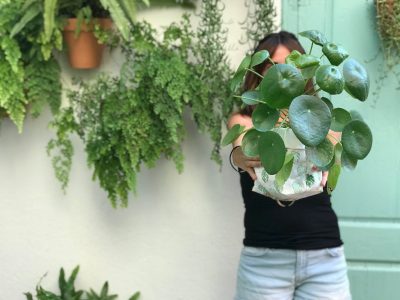 La planta de moda que más buscan en los viveros para regalar: es fácil de cuidar y muy resistente