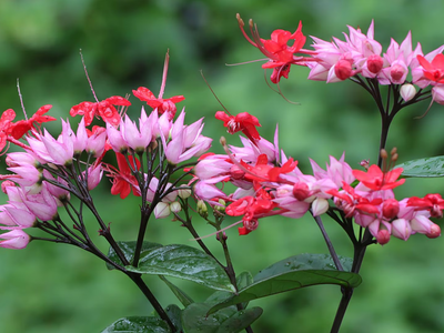 La planta trepadora que llena de color tu jardín y que es muy fácil de propagar y mantener