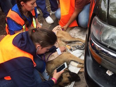 Rescatistas continúan búsqueda de siete atrapados con vida en el multifamiliar Tlalpan (videos)