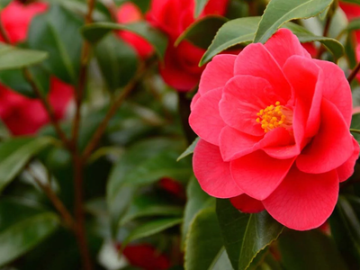 Cuáles son las plantas acidófilas y por qué son las favoritas de los amantes de la decoración