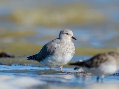 Curiosidades sobre el Chorlito Ceniciento: el ave pequeña y encantadora que puede camuflarse muy fácilmente