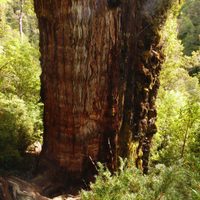 “Gran Abuelo”: el árbol más antiguo del mundo podría encontrarse en Chile