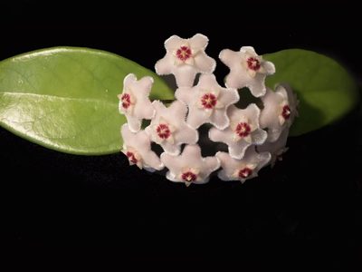 La planta colgante que se banca todo, tiene flores preciosas y casi no tenés que regar durante el verano