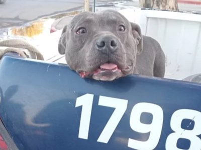 Un pitbull mordió a cinco personas en Centenario y fue capturado tras un intenso operativo policial