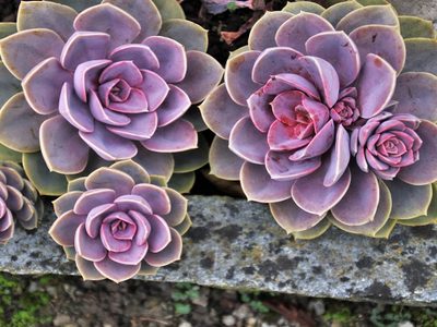 Suculentas moradas: cuáles son las más buscadas y cómo cuidarlas
