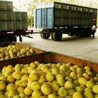 Por culpa de un hongo Argentina no puede mandar limones a Europa