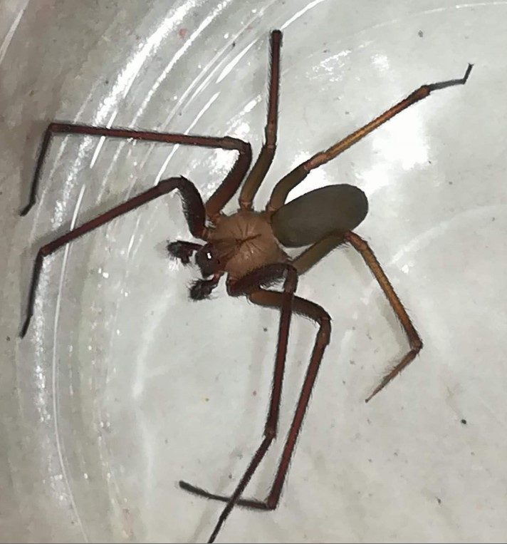 araña violinista