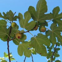 La planta de grandes hojas y riquísimos frutos que las abuelas tienen en el jardín y que es un tesoro para la salud