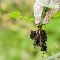 Con 1 ingrediente de cocina: eliminá para siempre las malezas de tu jardín