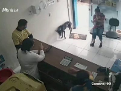 Un perro callejero enfermo entra por sus propios medios a una veterinaria a pedir ayuda