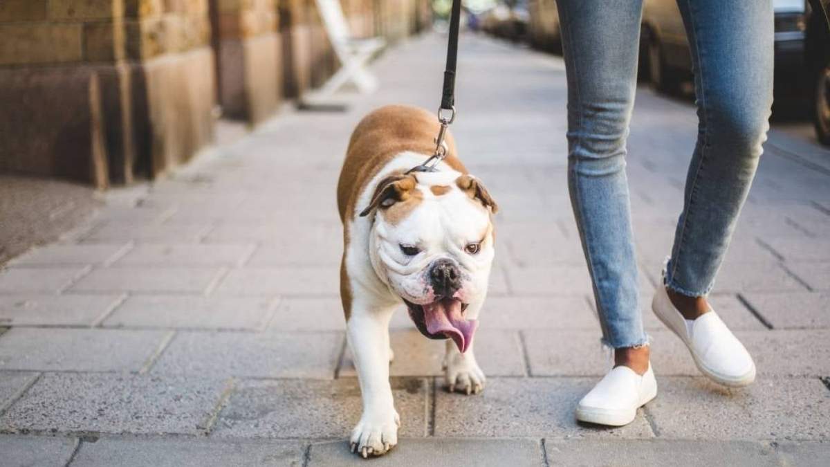 Precauciones si salís a pasear a tu perro. Fuente: (Twitter)