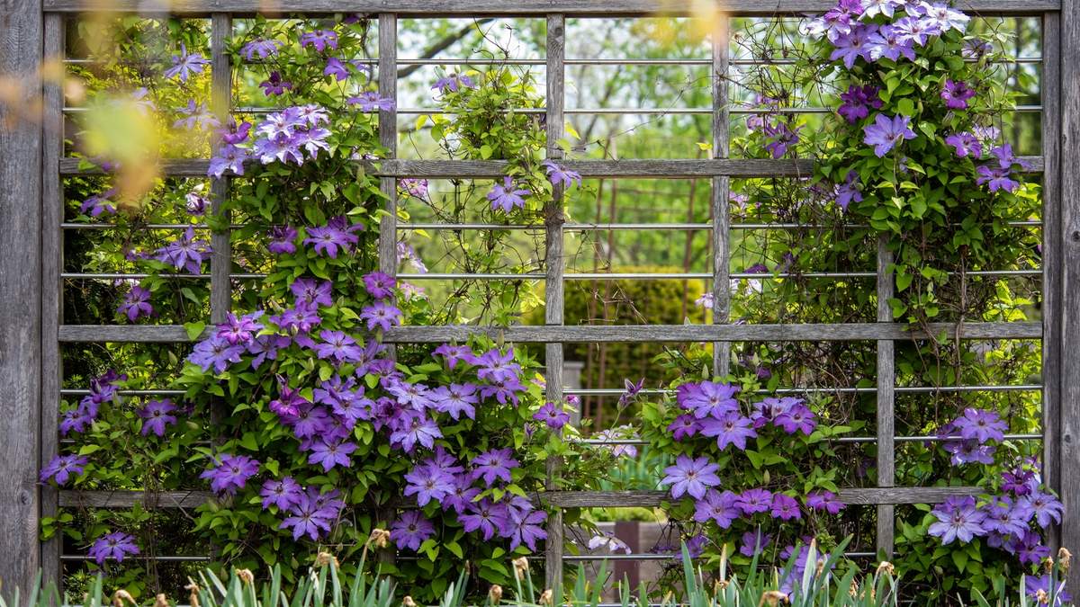Cómo cuidar de la planta Clematis. Fuente: (X)