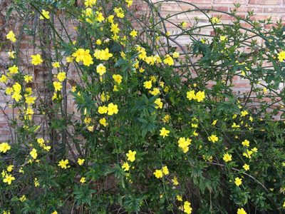 Adiós, vecinos curiosos: la planta que crece rápido y que es una valla natural en tu jardín
