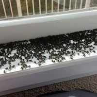 Nueva Zelanda enfrenta su peor plaga de moscas de racimo: por qué podrían volverse más frecuentes