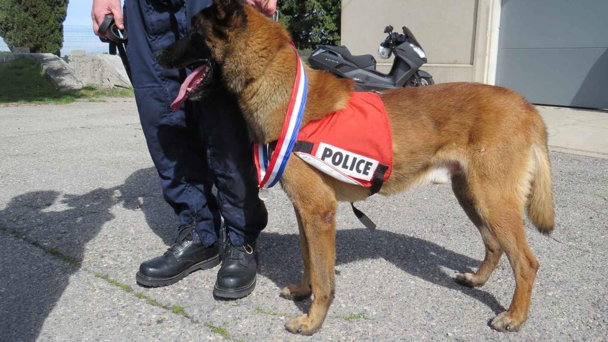 Eliot, uno de los principales miembros de la brigada canina francesa. Fuente: (Twitter)