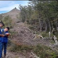 Nieves de Chapelco negó responsabilidad en la tala ilegal de lengas