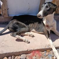 Añelo: rescataron un perro en pésimas condiciones