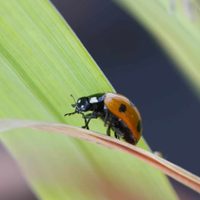 No lo mates: el insecto que aparece en tu jardín, pero que esconde un poderoso beneficio para tus plantas