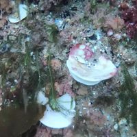 Después de los corales, las esponjas: por primera vez, reportan blanqueamiento en Nueva Zelanda