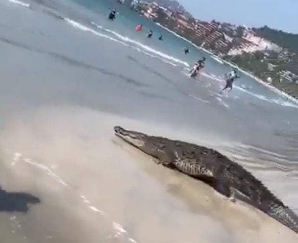 El cocodrilo, momentos antes de volver al mar