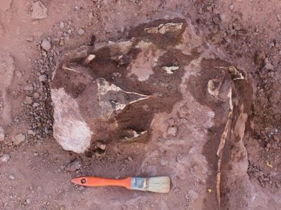 Rincón de los Sauces: descubren restos de un dinosaurio carnívoro