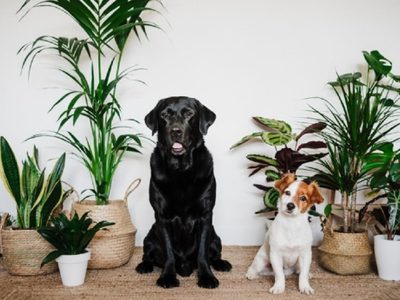5 plantas pequeñas que podés tener en el interior de tu casa