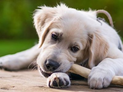 Seis consejos clave para proteger a tus mascotas en estas Fiestas