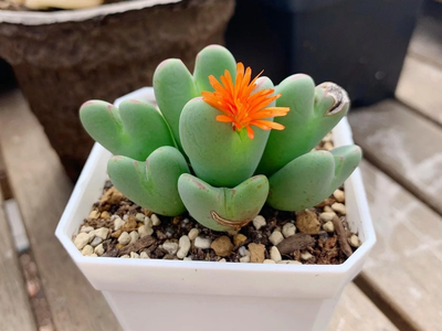La extraña suculenta cuyas hojas parecen piedras pulidas y es ideal para darle un toque distinguido a tu hogar